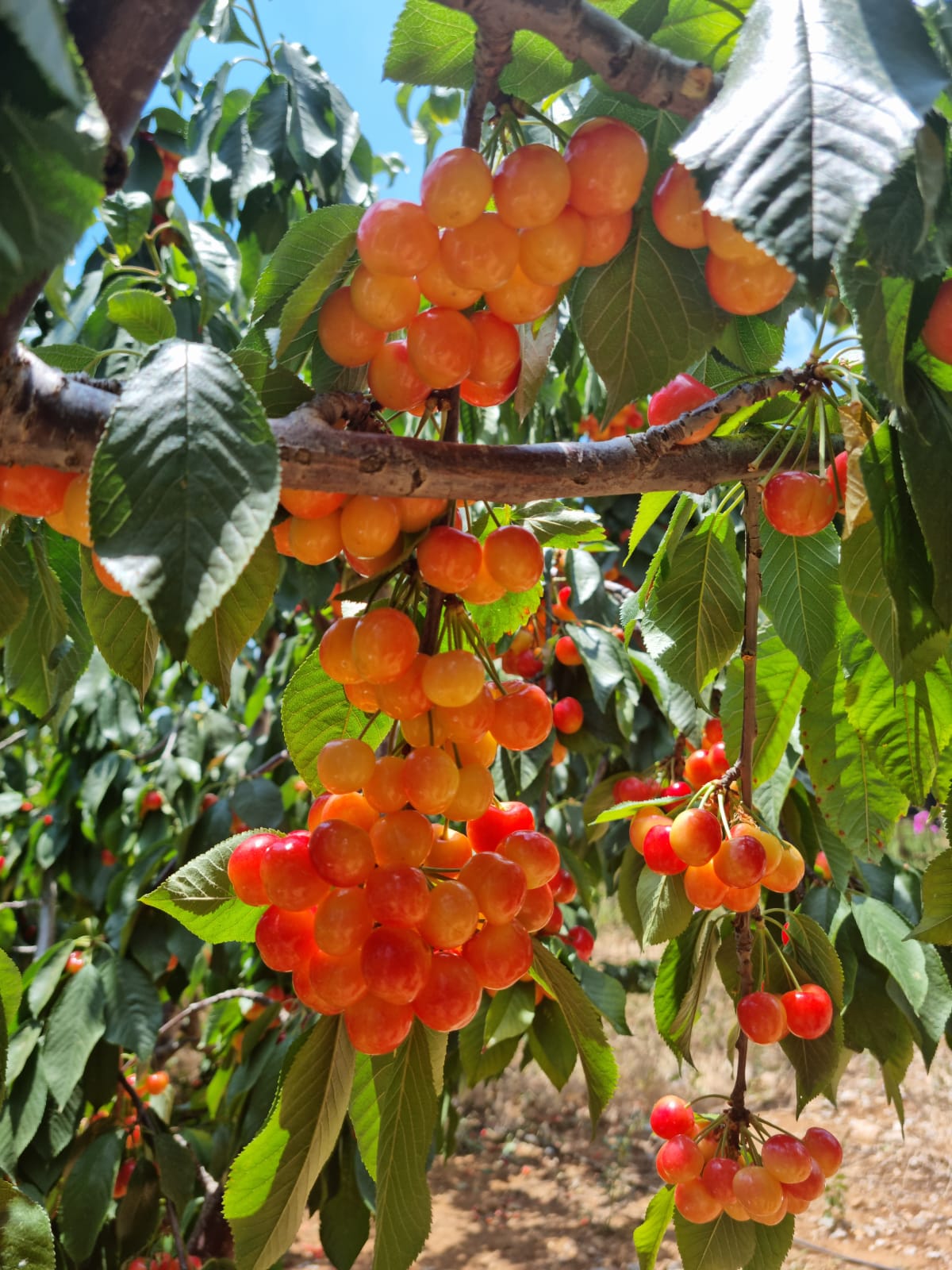 WhatsApp Image 2022-06-26 at 3.29.50 PM (2).jpeg